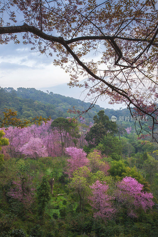 在泰国清迈，美丽的粉红色樱花或喜马拉雅樱花(Prunus cerasoides)。